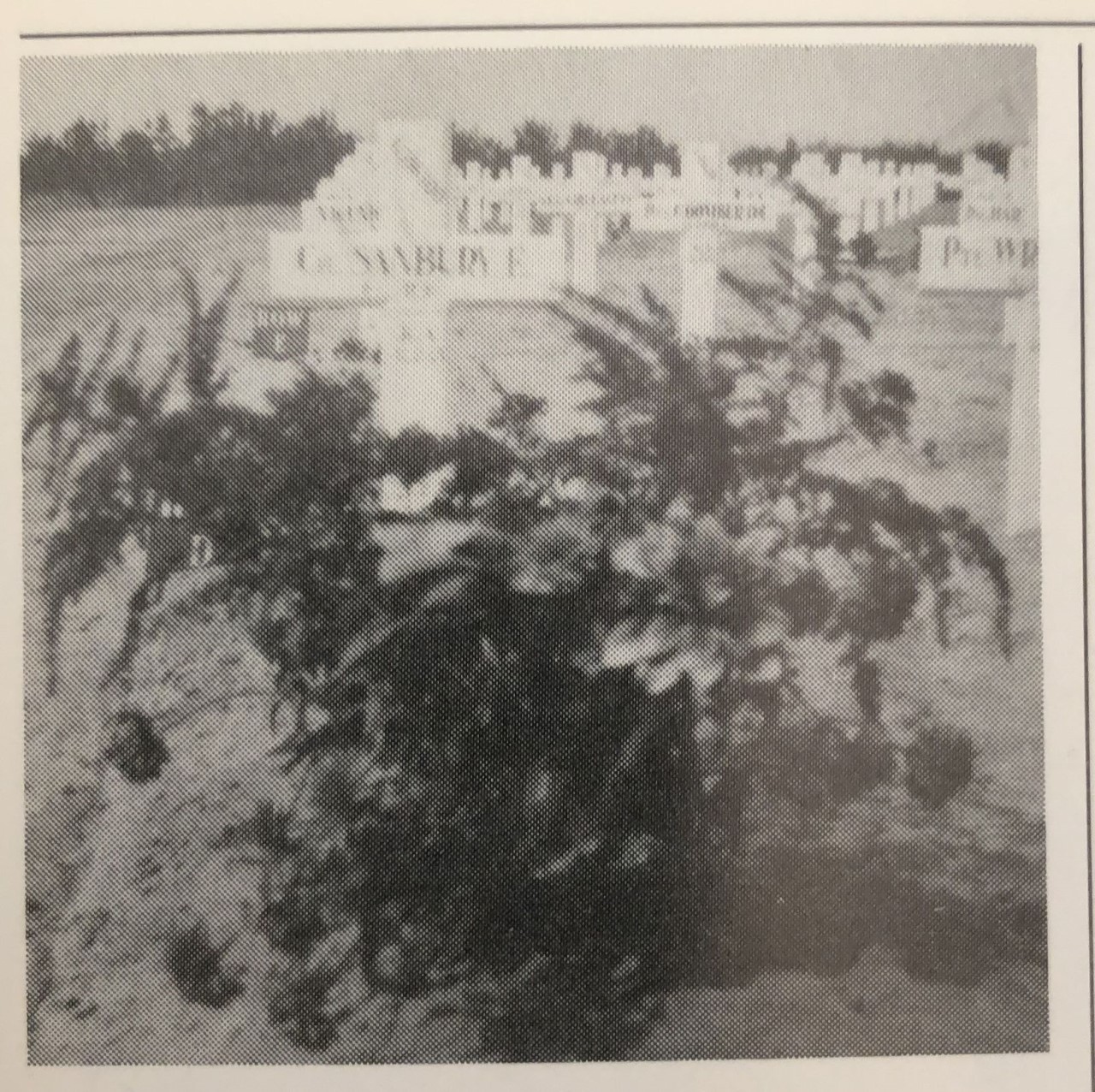 Edward (Ted) Robert Hamlin Banbury Edward (Ted) Robert Hamlin Banbury